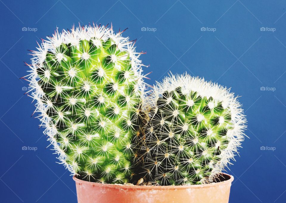 A close up of a prickly cactus plant in a a plant pot showing spiky spines in detail