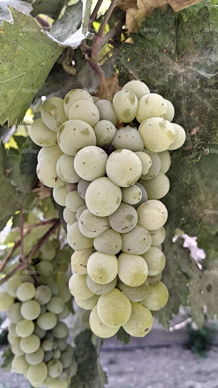 Bunches of grapes