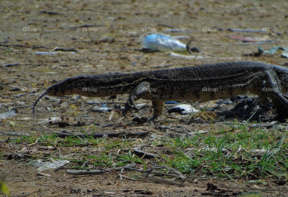 Varanus salvator. Asian water lizard, large size walked from the rice field & little site of swamp . The species looking for interest in hurry for accros the road .