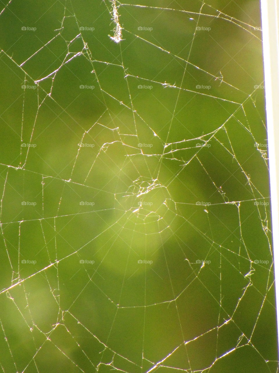 cobweb