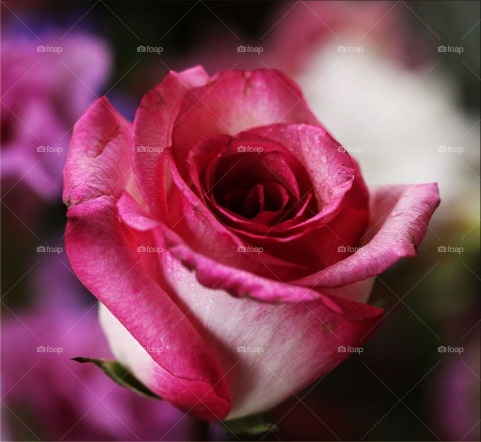 It is the beautiful rose