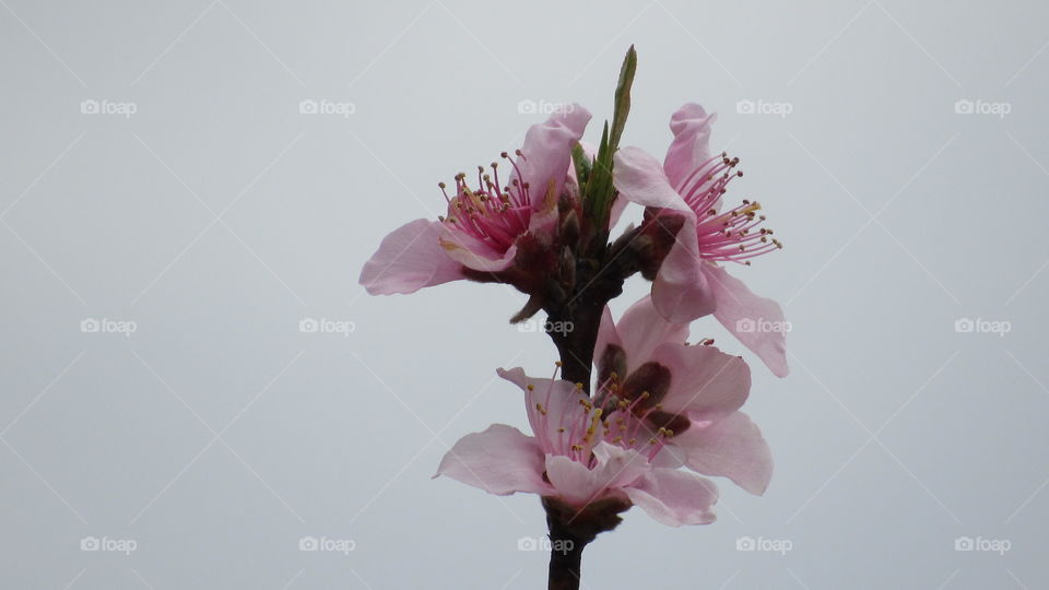 Peach tree blossoms