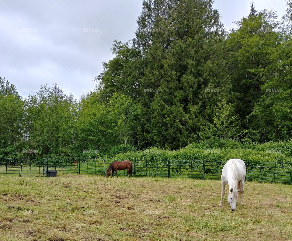 Horses on Organic Farm