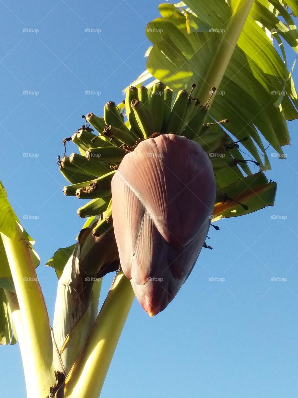red banana flower with small bananas behind sidelit