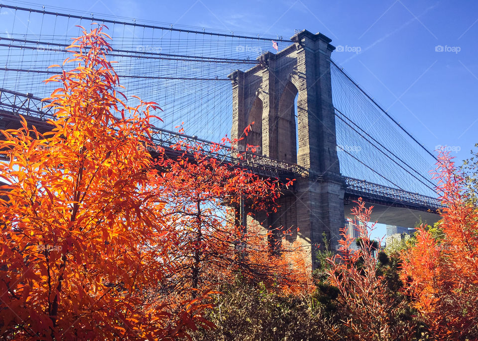 Autumn foliage at the Brooklyn Bridge