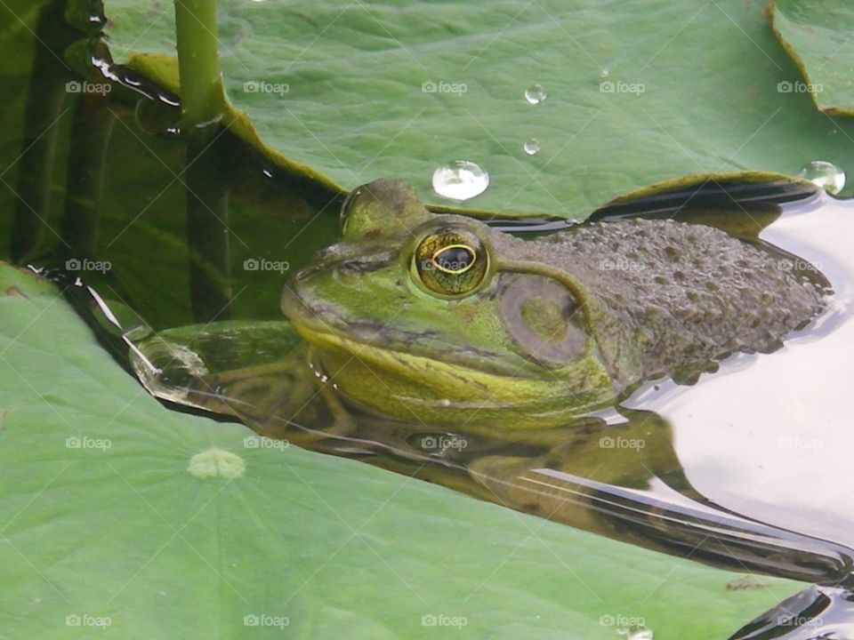 Bullfrog in Spring
