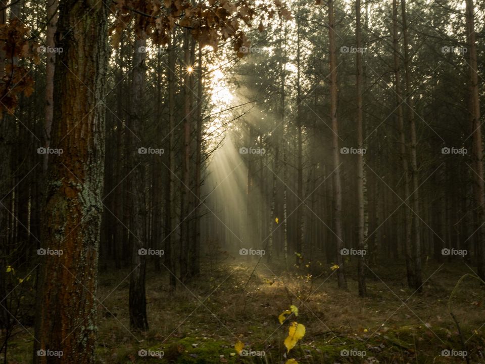 Promienie słoneczne