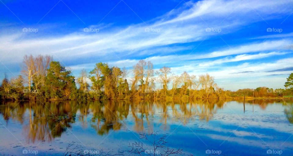 Pond view