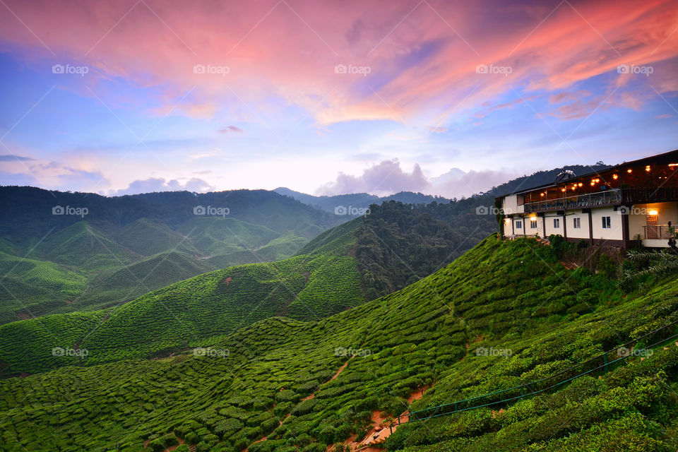 Sunset view over green tea plantation in Cameron Highlands, Malayaia