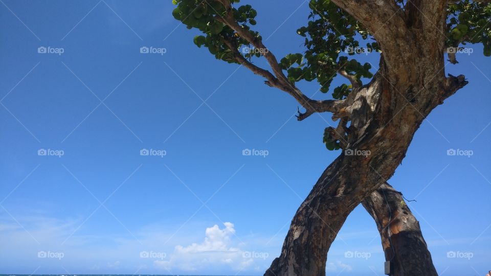 Zen Tree under Blue Sky