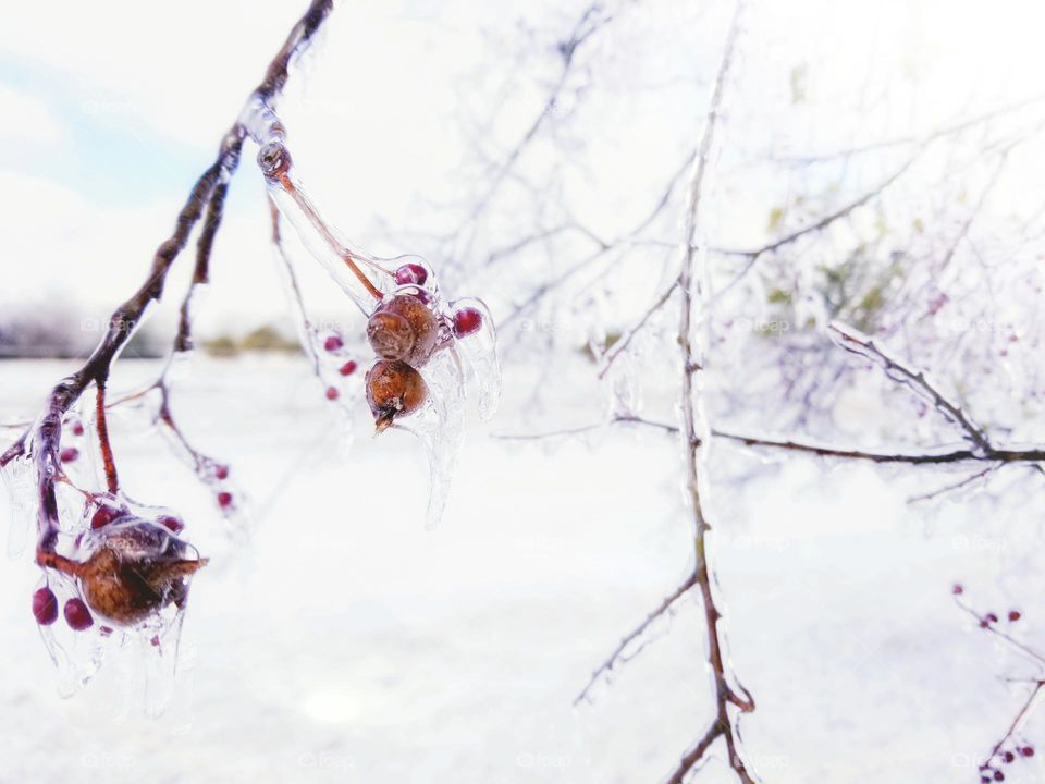 It's Been a Long Cold Winter...Trees with Berries Covered in Ice