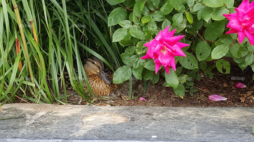 flower and duck
