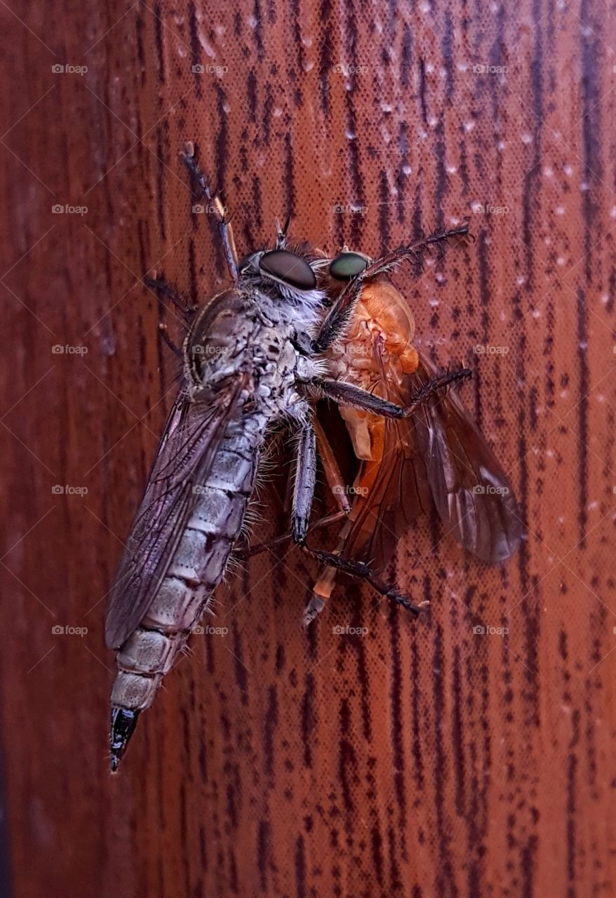 Predatory fly and it's victim.