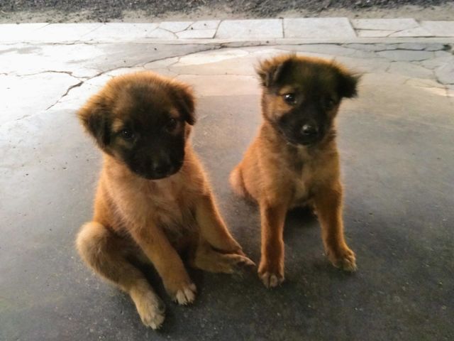 Cute baby dog