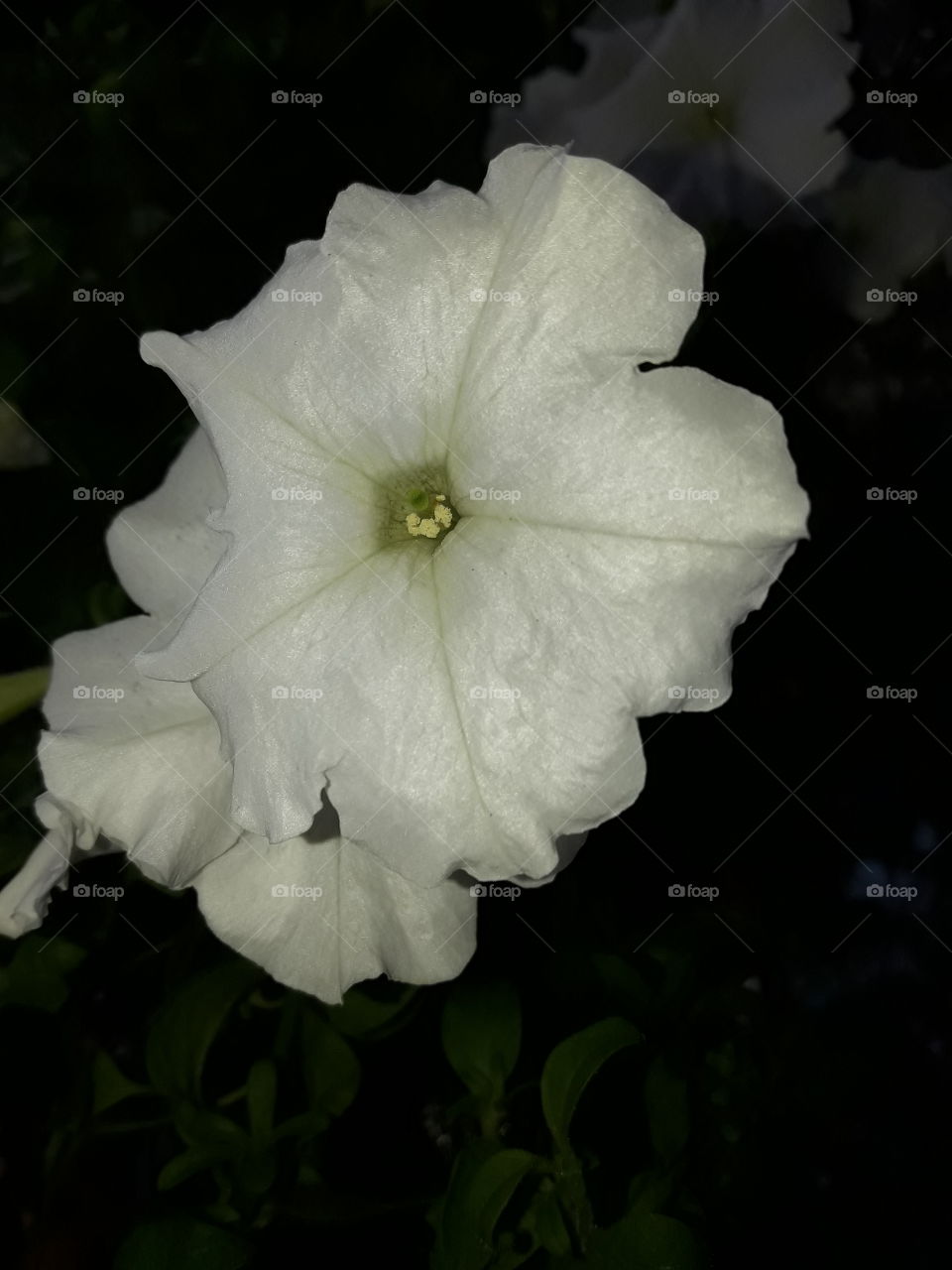 white flower has deep line on the middle of each petals and little pollens on the center.