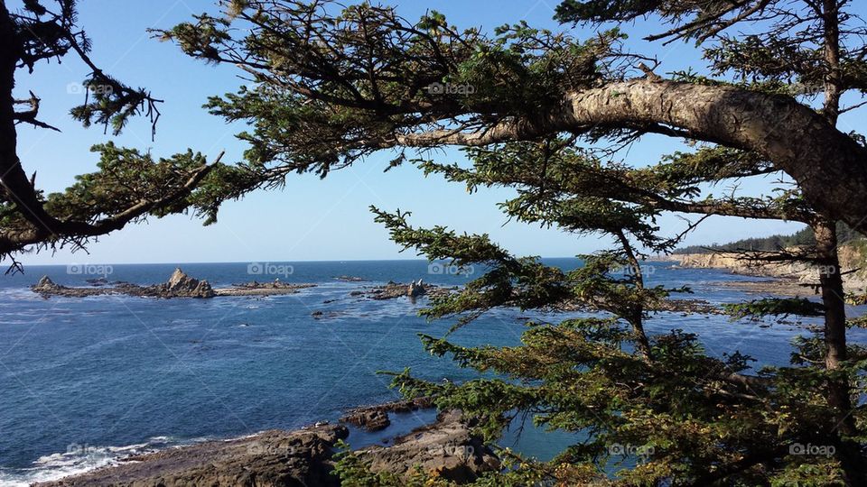 Cape Arago