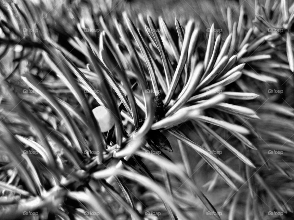 Black and white plant