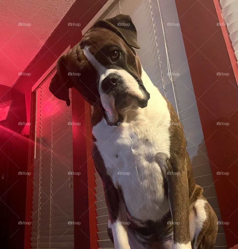 Curious boxer