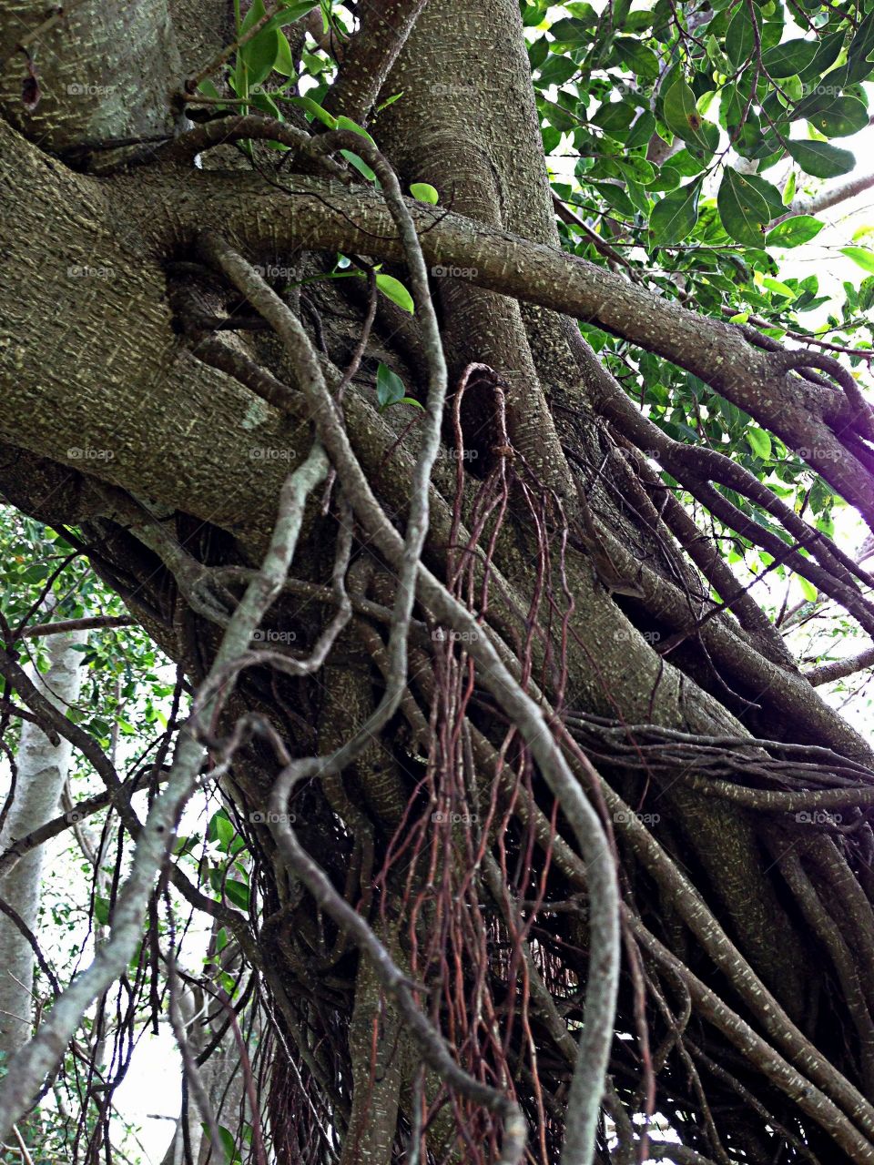 Entwined trees in the forest.