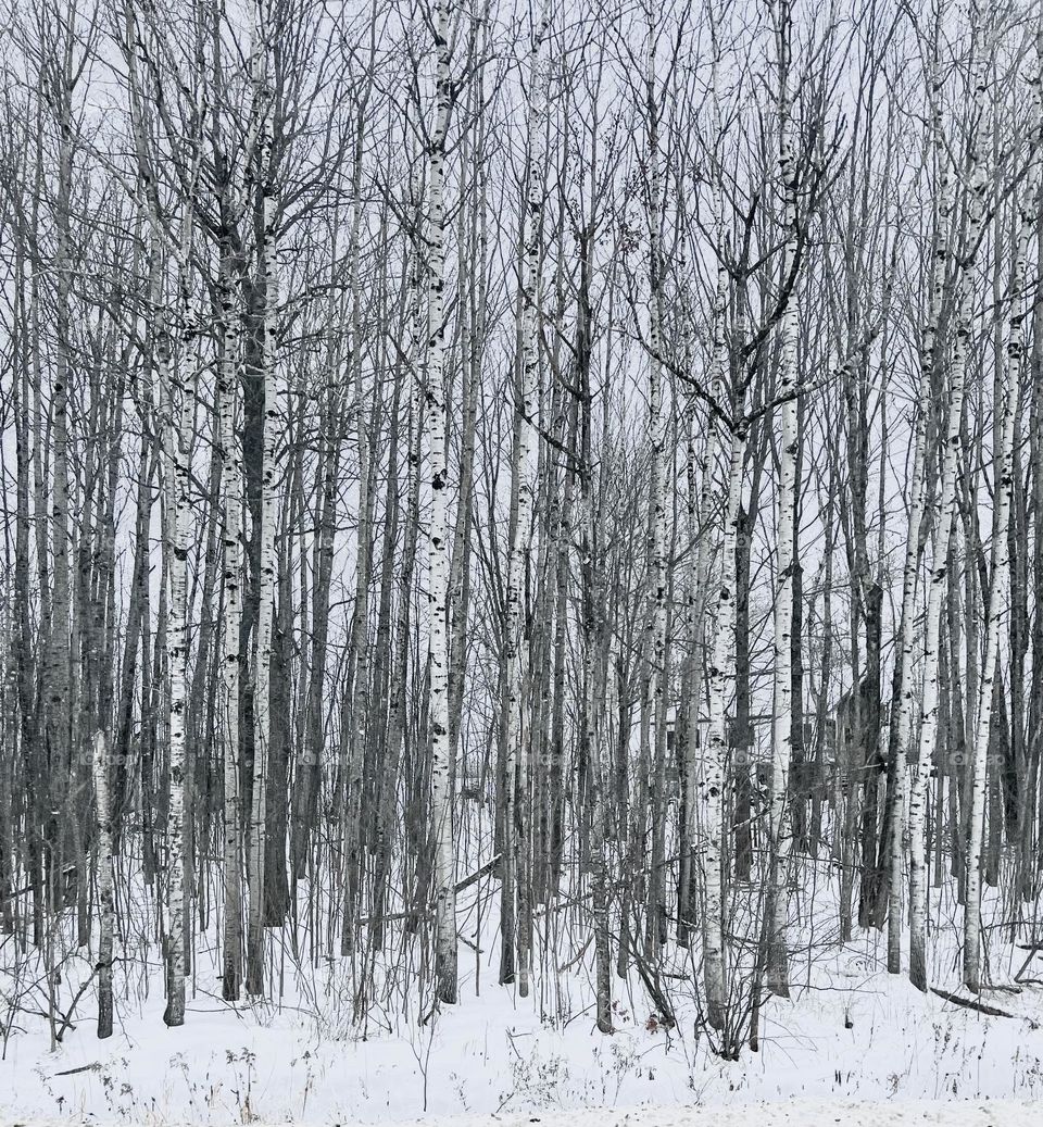 A cluster of birch trees in snow hide a house in Maine during winter.