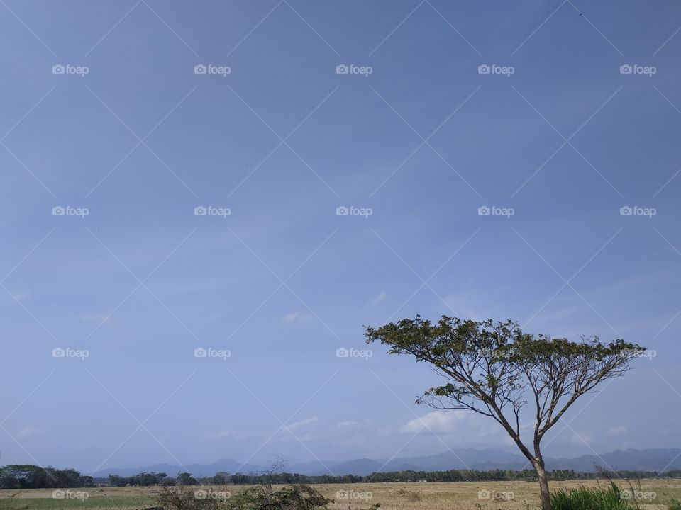 tree with background beautiful blue sky - copy space