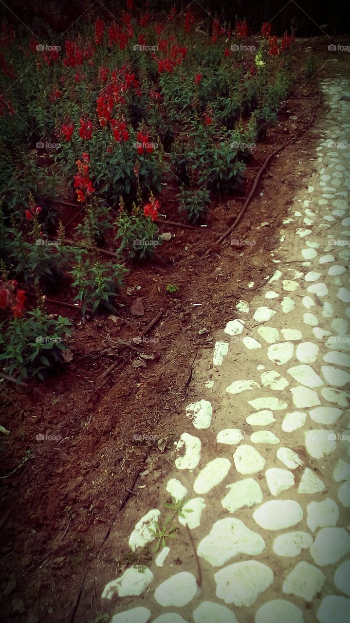 Stones path in garden near field of flowers