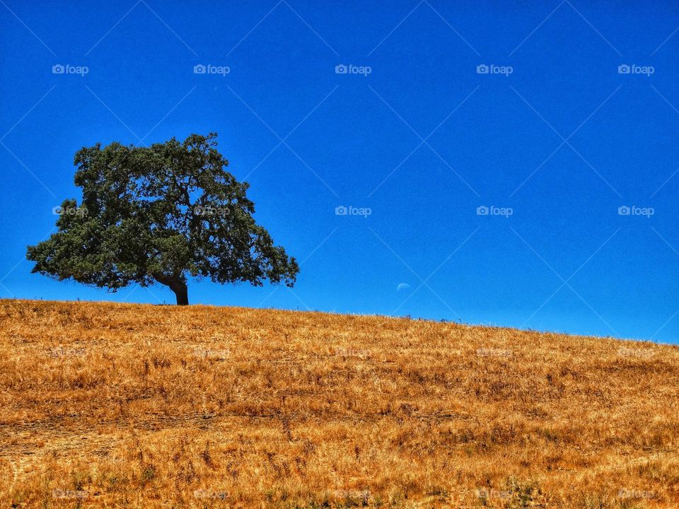 Lone Oak Tree