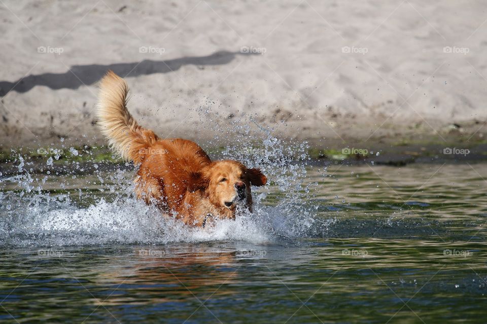 Dog swimming on sea