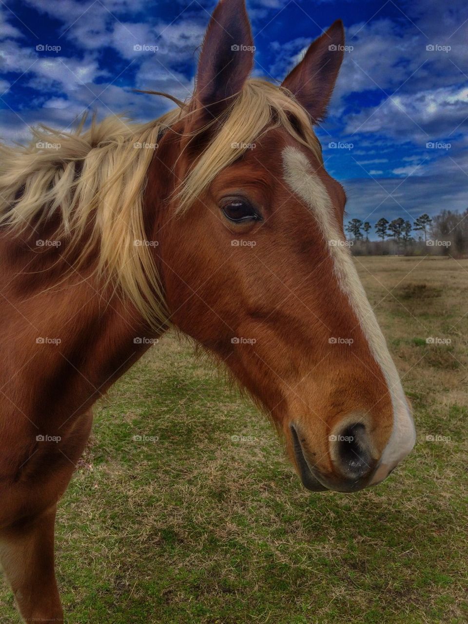 Portrait of horse