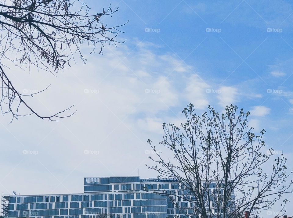 City landscape.  A view through the branches of a large grey-blue building