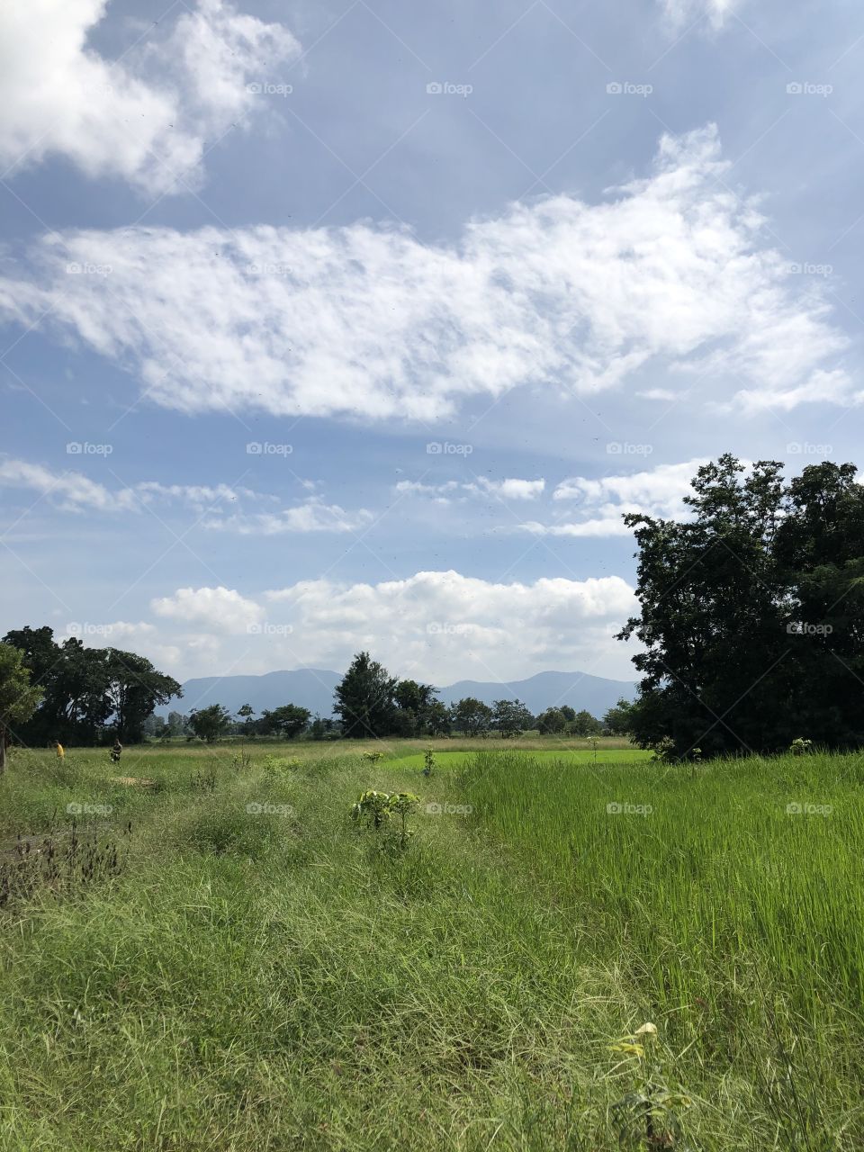 The stories of the nature, Countryside ( Thailand 🇹🇭