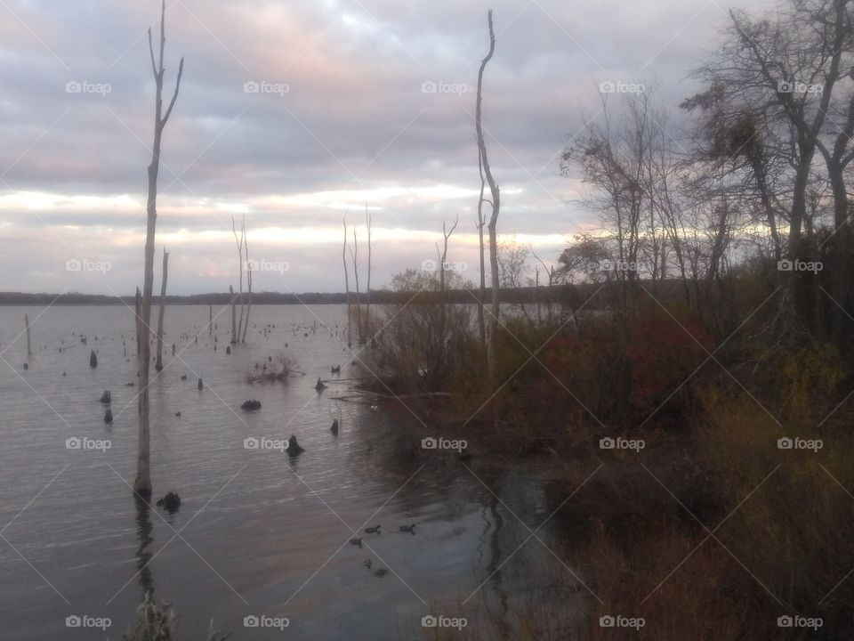 Leafless water trees