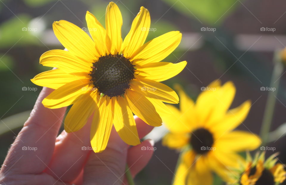 Small Yellow Sunflower