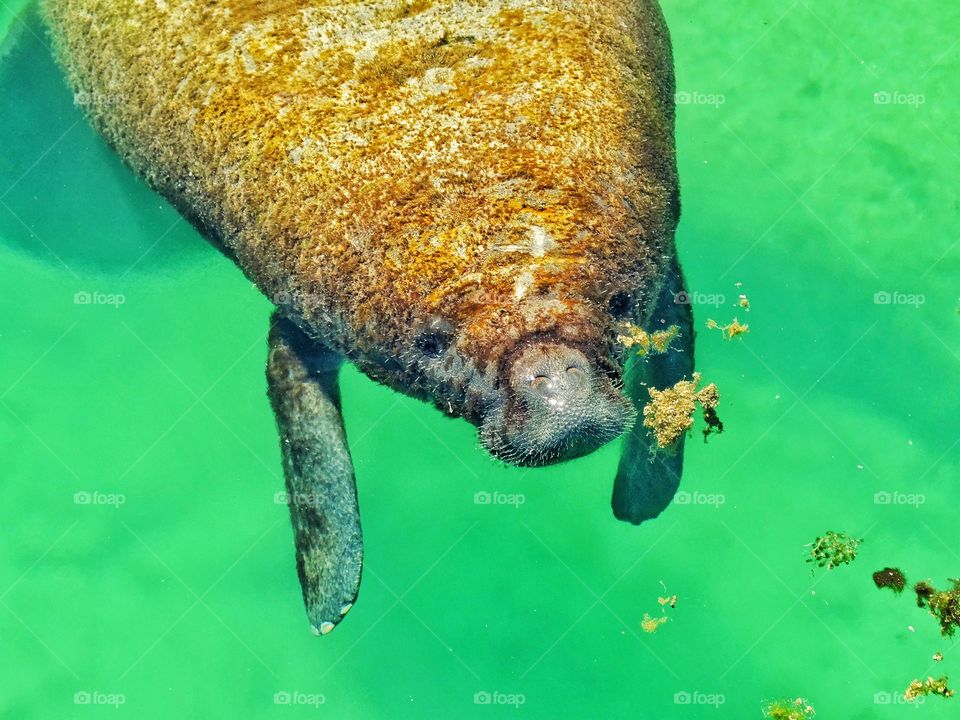 Manatee In Gulf Of Mexico