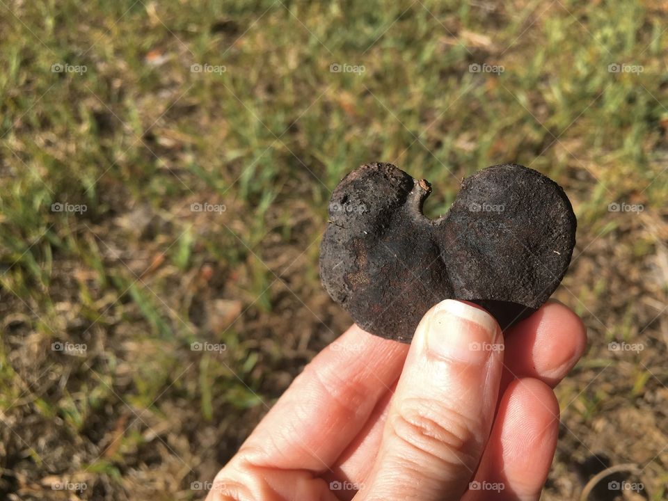 When I was younger my friends and I would call these elephant ears. I’m not sure what they really are called, but knowing I have a tree in my backyard full with them brings me much childhood joy!