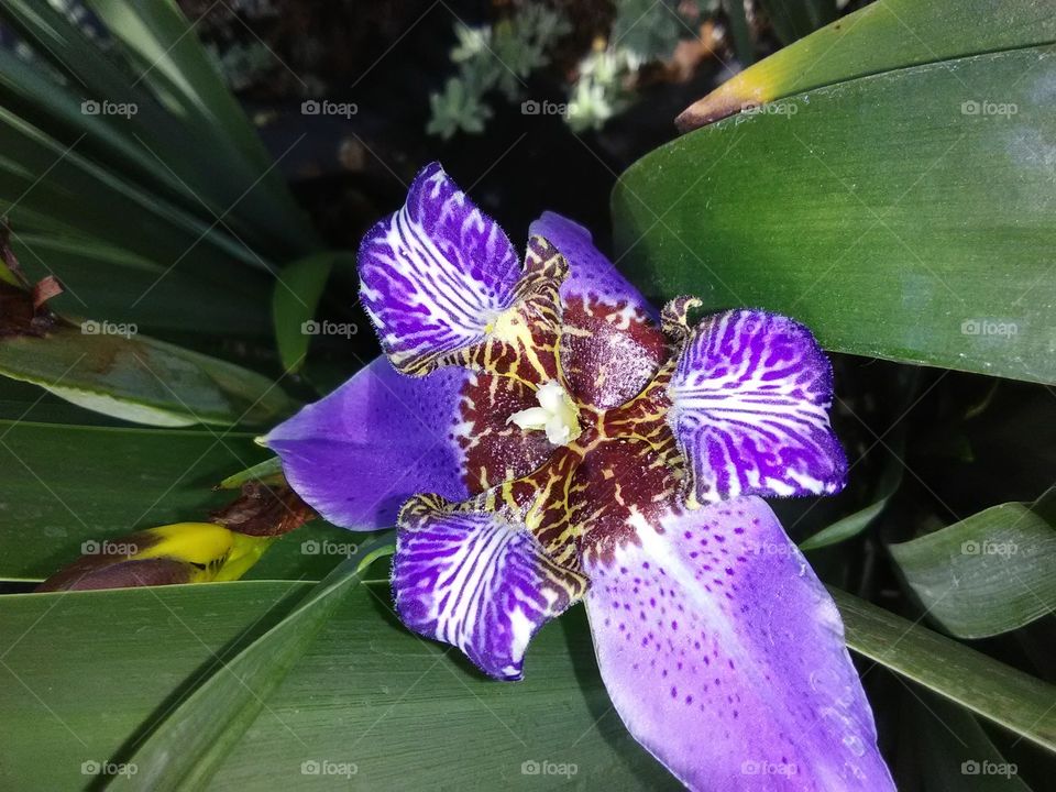 purple  orchid