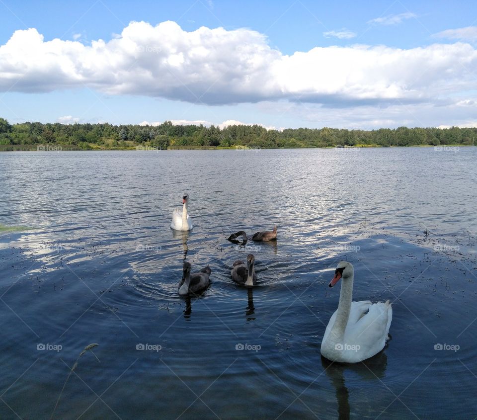 swans family on a lake summer landscape blue sky background