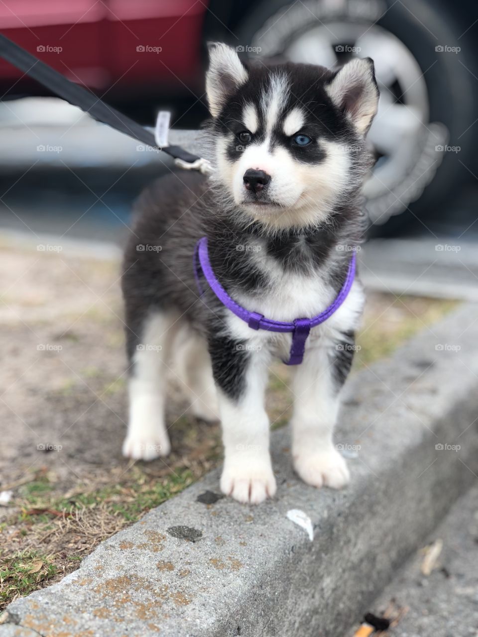 Husky Puppy 