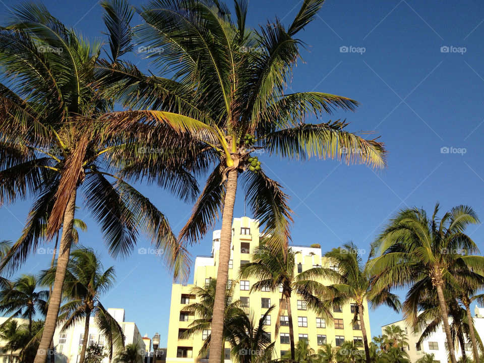 beach tree sunny palm by bcpix