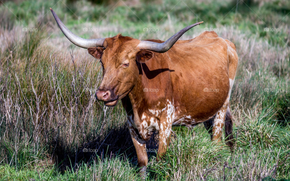 Cow standing in grass