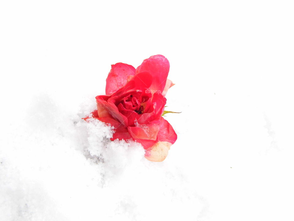 red rose flower on snow