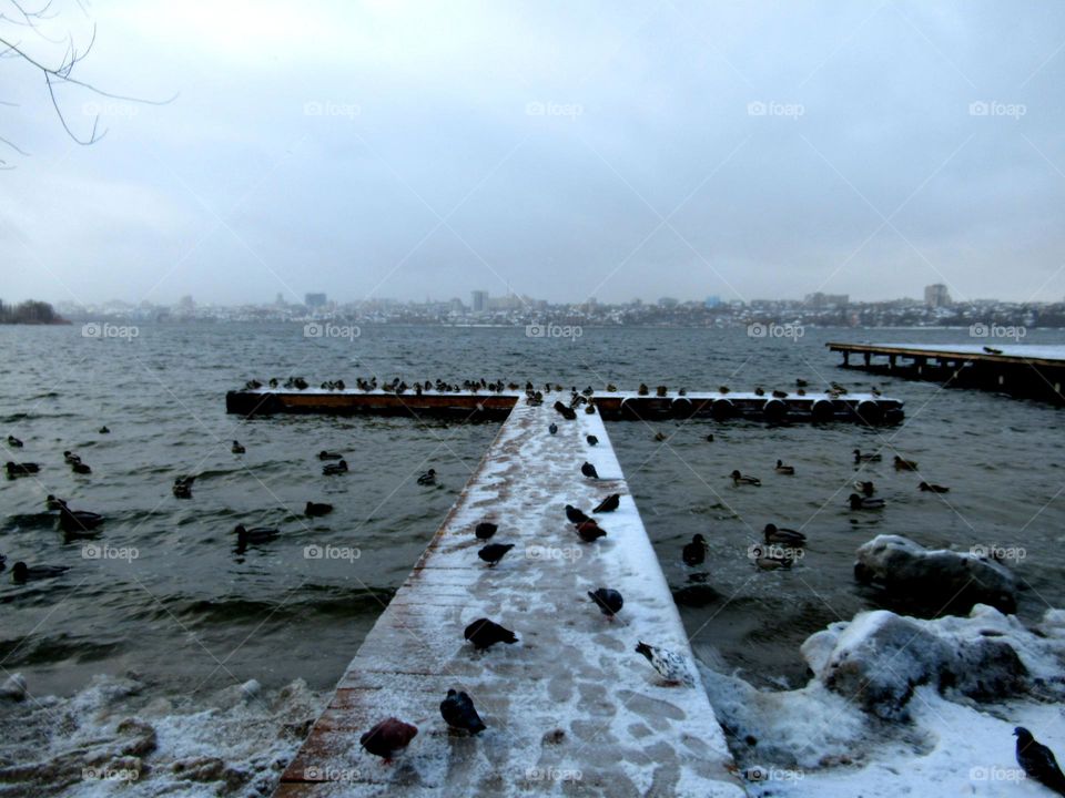 wild ducks on the pier, late December