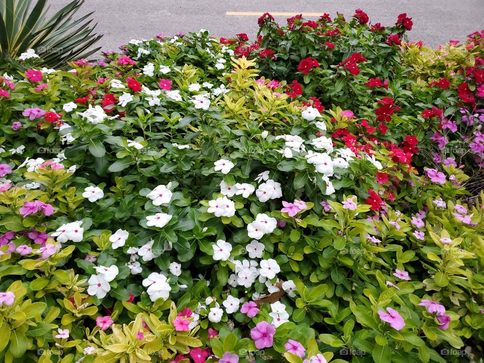 Flowerbed with plants with colorful flowers at bloom.