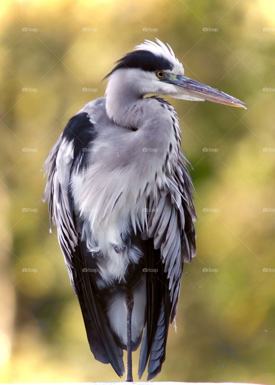 Gray heron the model ;)