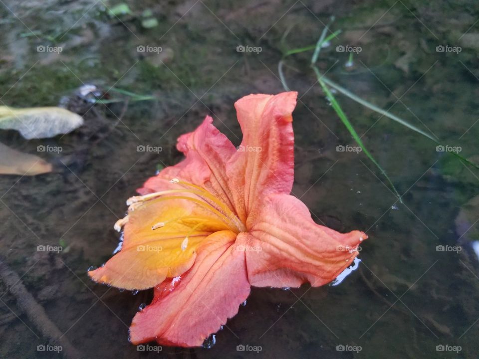 Flower fallen into creek from storm