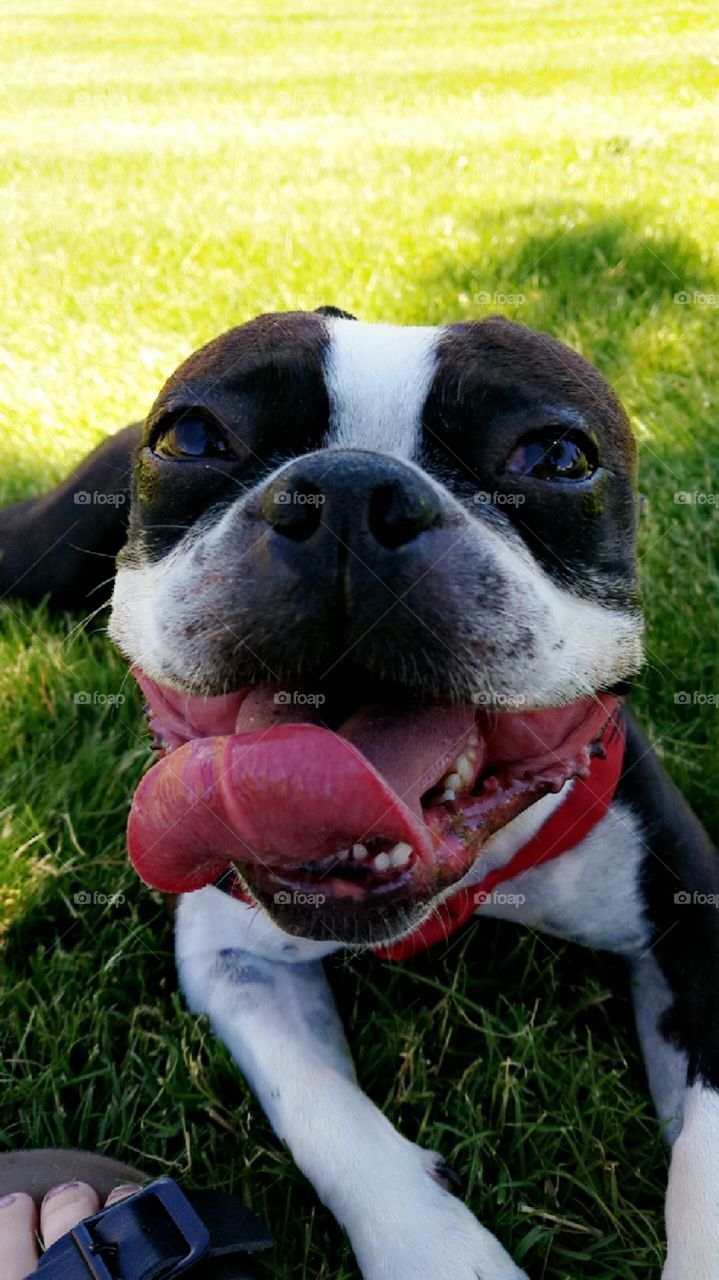 A day at the park with my happy Boston Terrier Milo