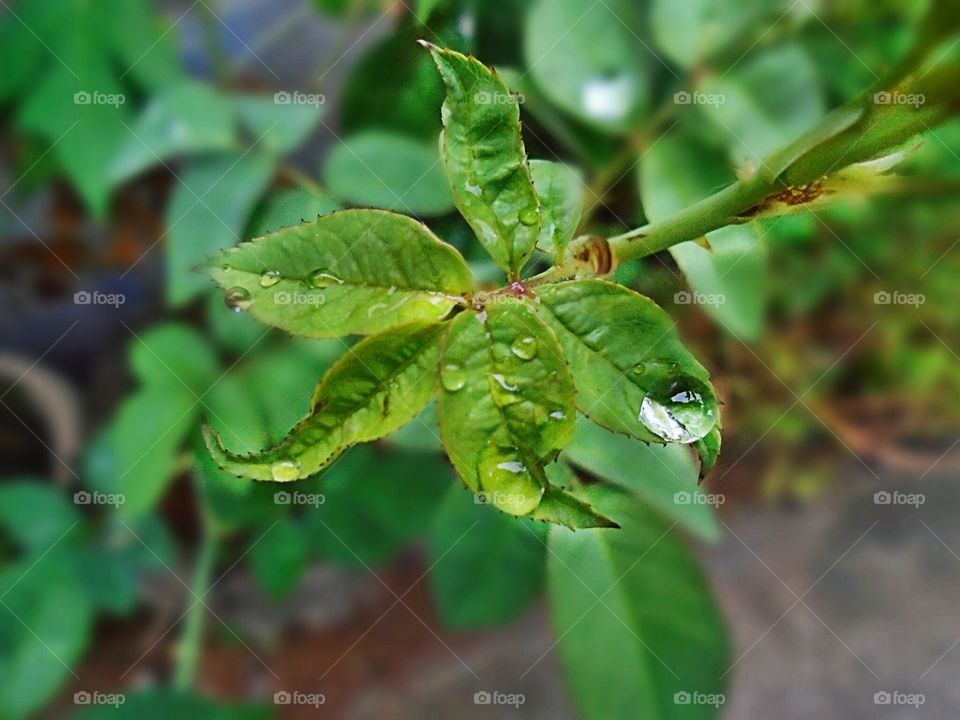 Rain drops