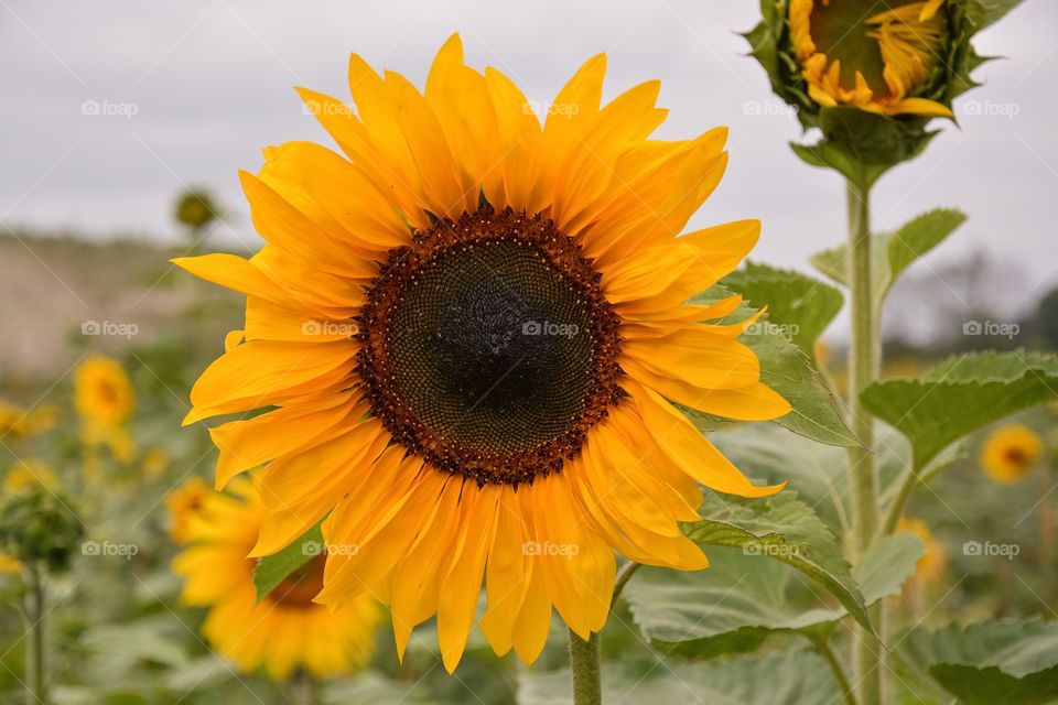 Sunflower