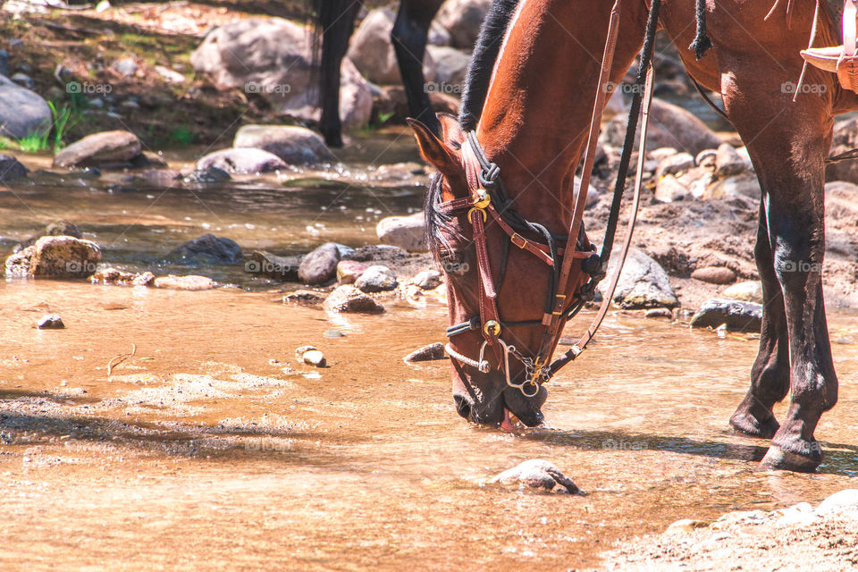 Horse drinking water