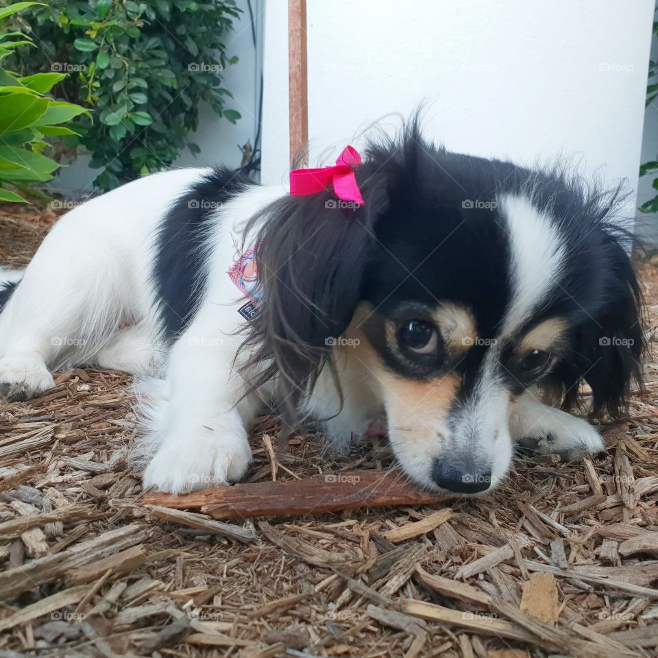 puppy and her stick